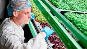 خبير  زراعي معتمد : زراعات الدكية المائية (عرض خدمات )